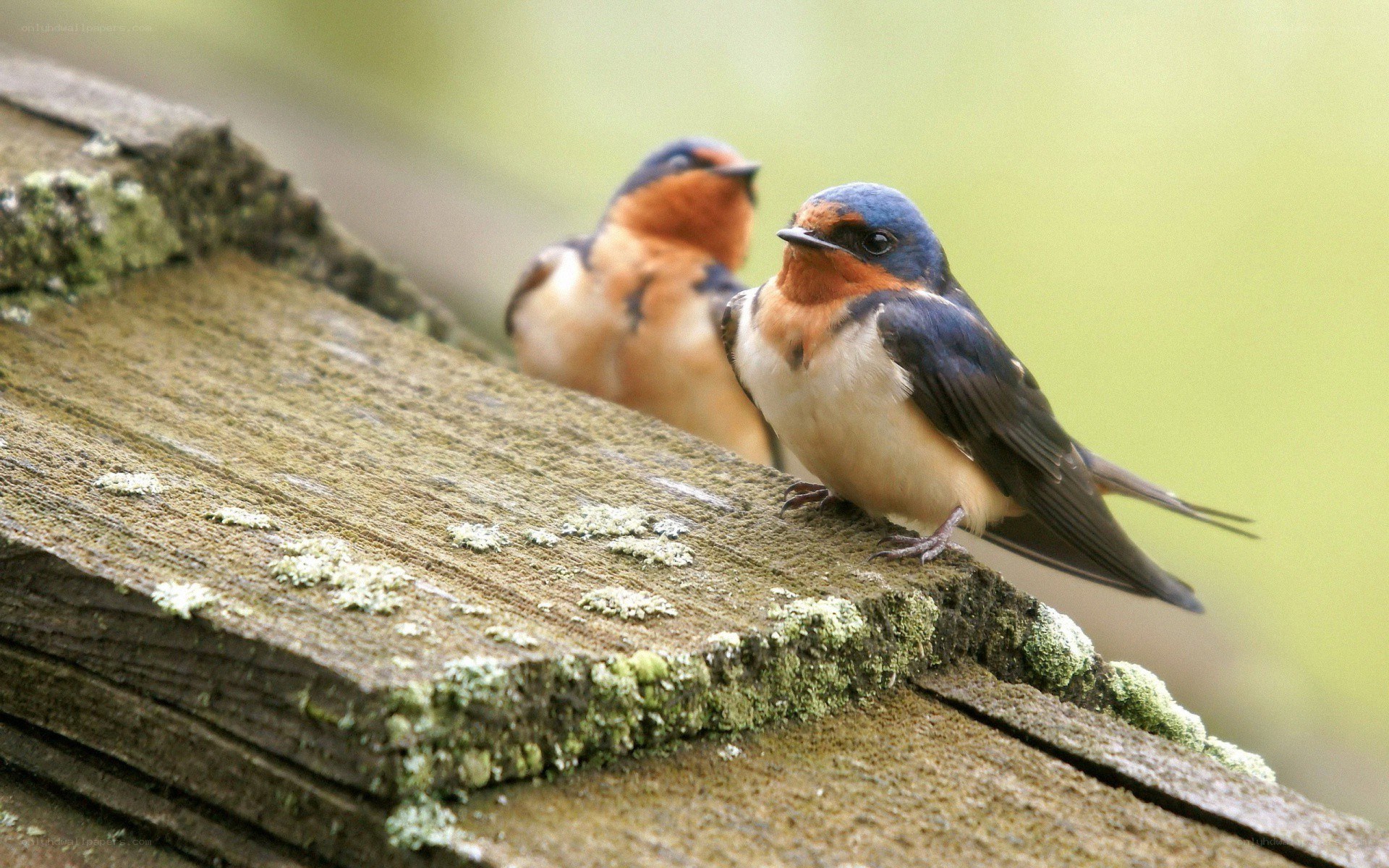 two swallows on a wooden beam