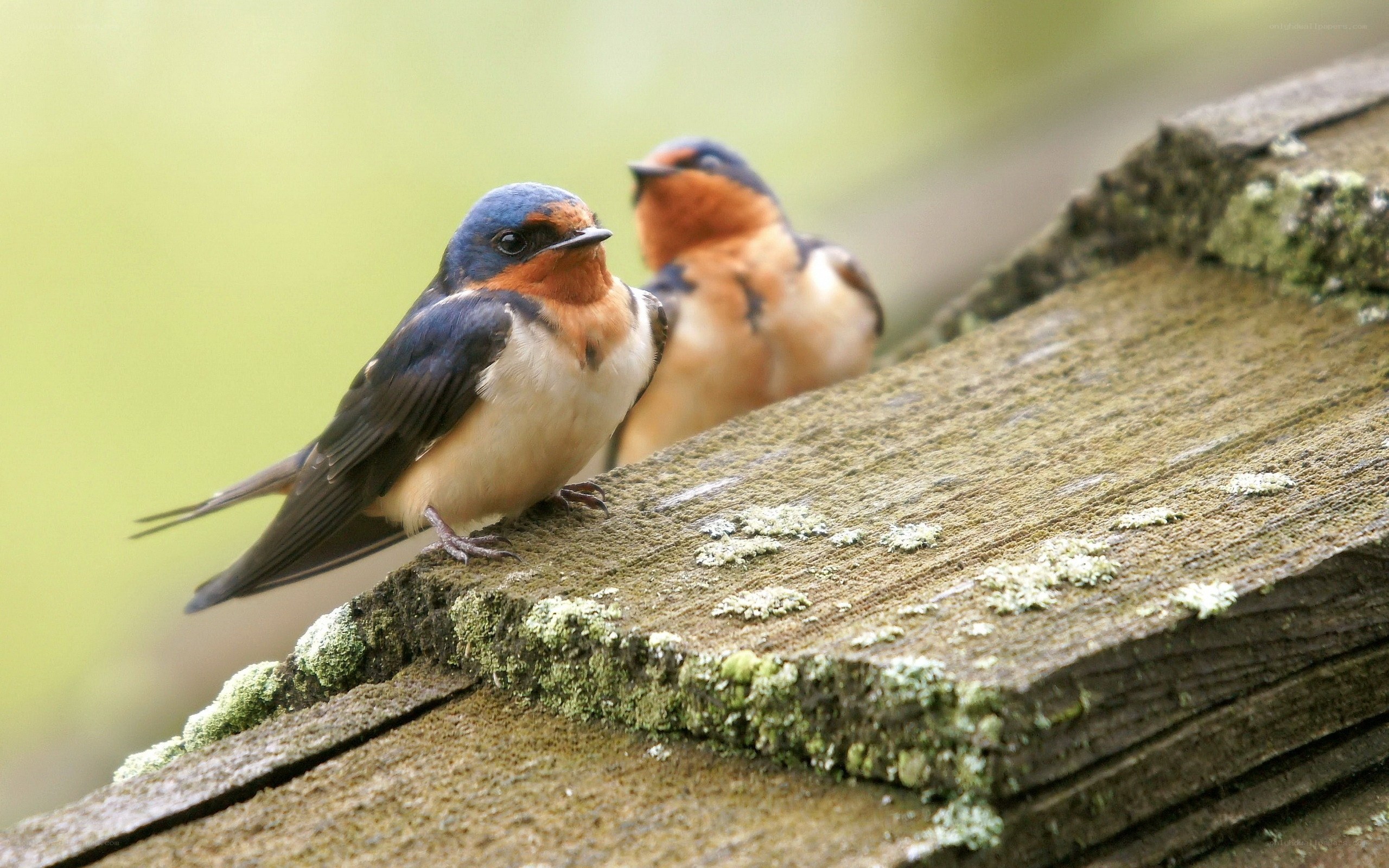 Two swallows on a wooden surface
