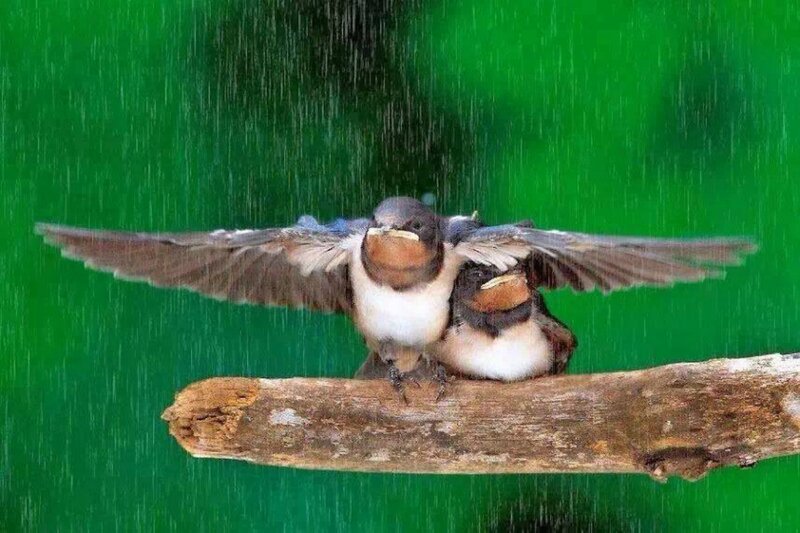 Two Swallows on Branch