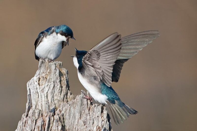 Two Swallows on Stump