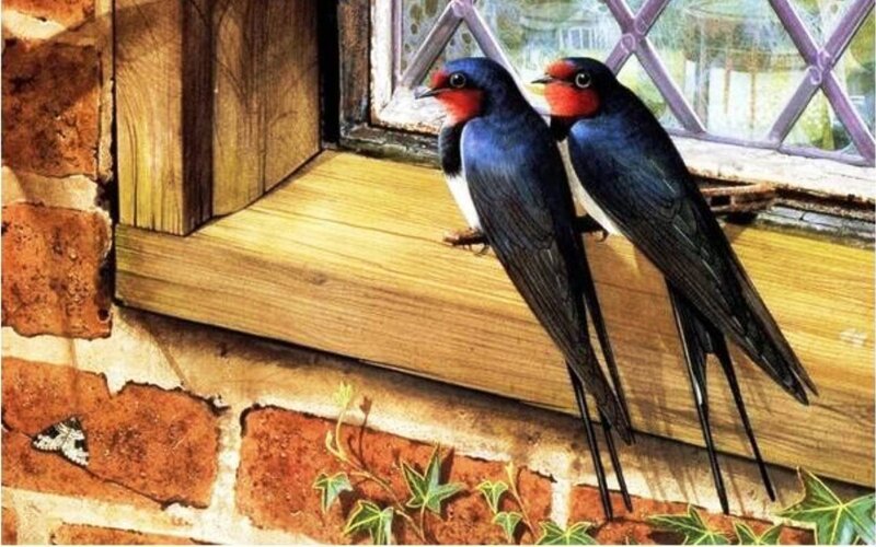 Two Swallows on Windowsill