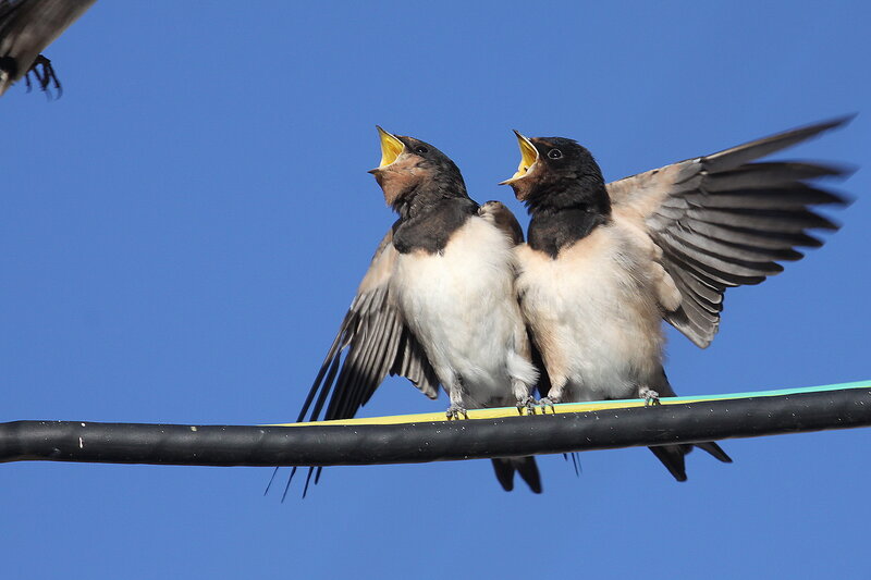 Two Swallows on Wire