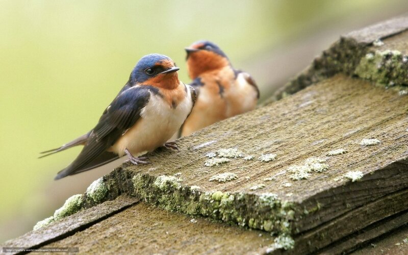 Two Swallows on Wood — Blue