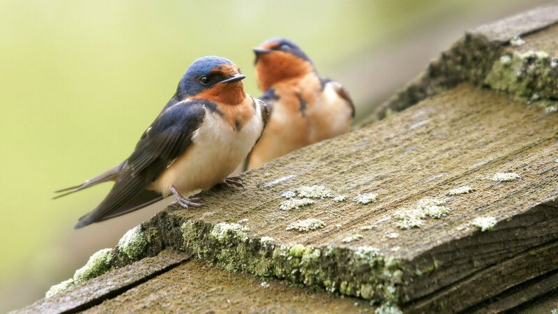 Two Swallows on Wood