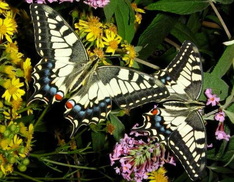 Two Swallowtail Butterflies