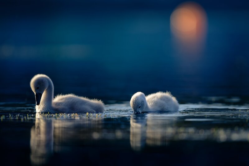 Two Swan Cygnets — Blue