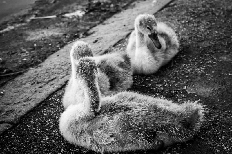 Two Swan Cygnets