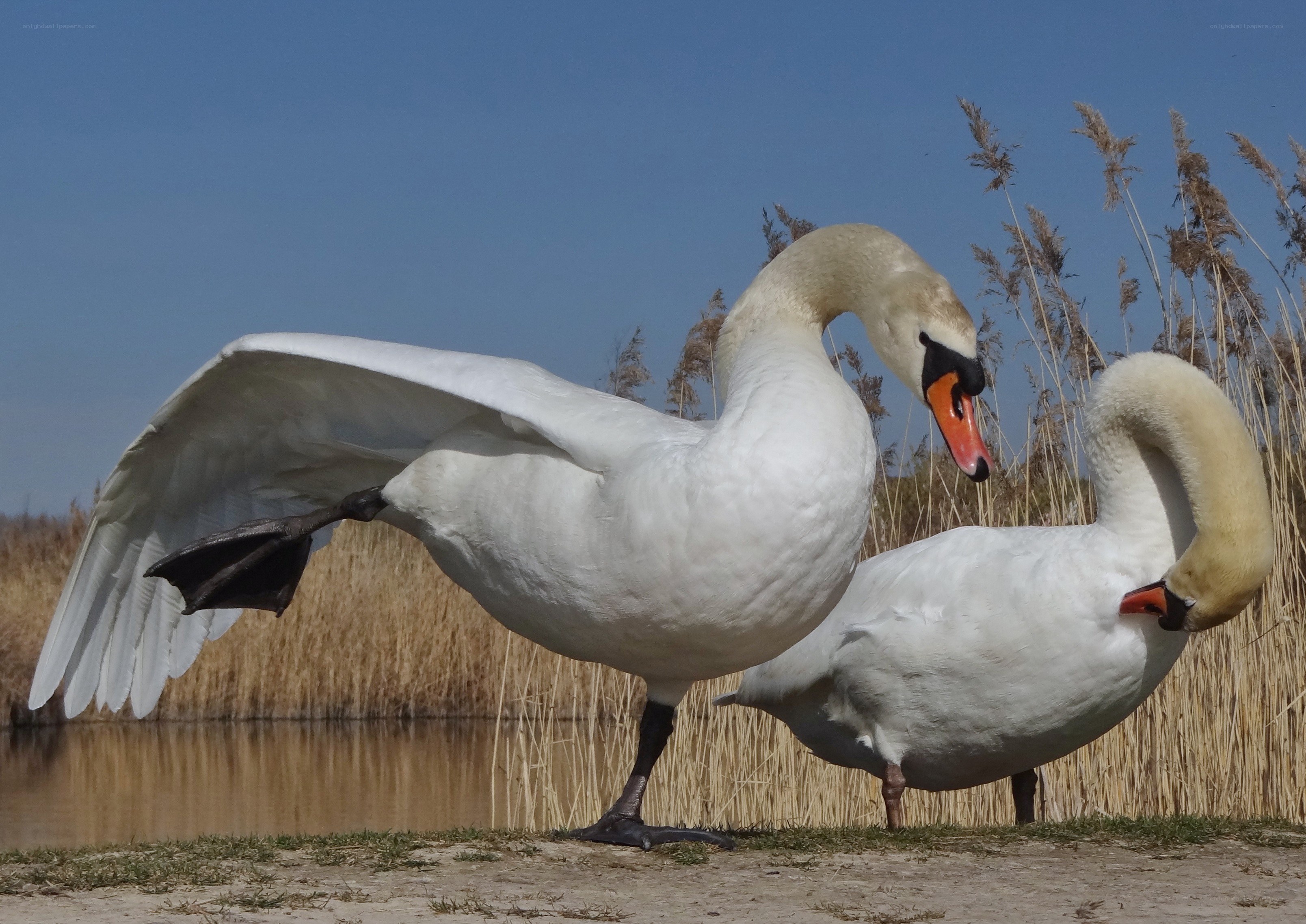 Two swans by the water