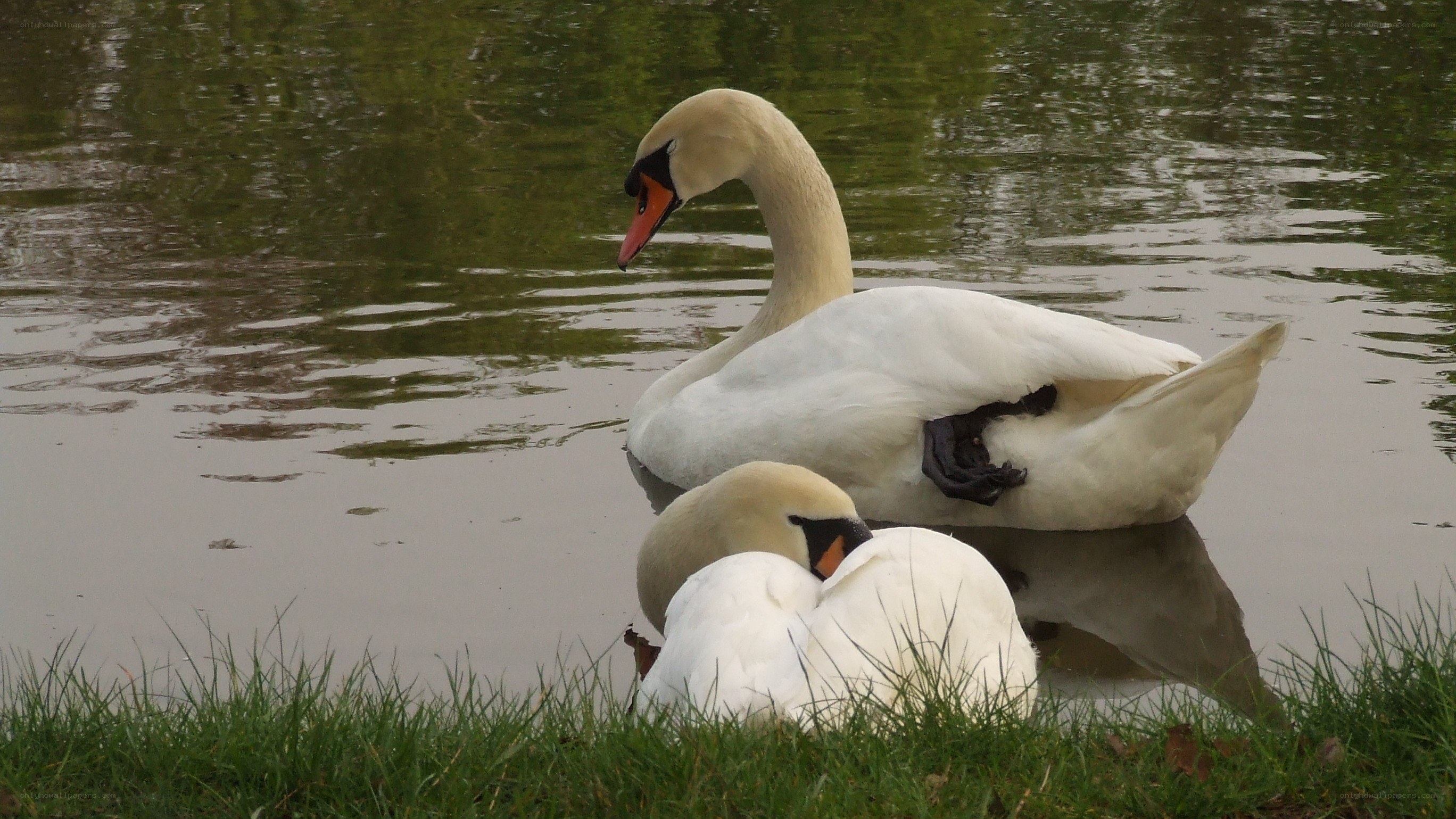 Two swans by the water
