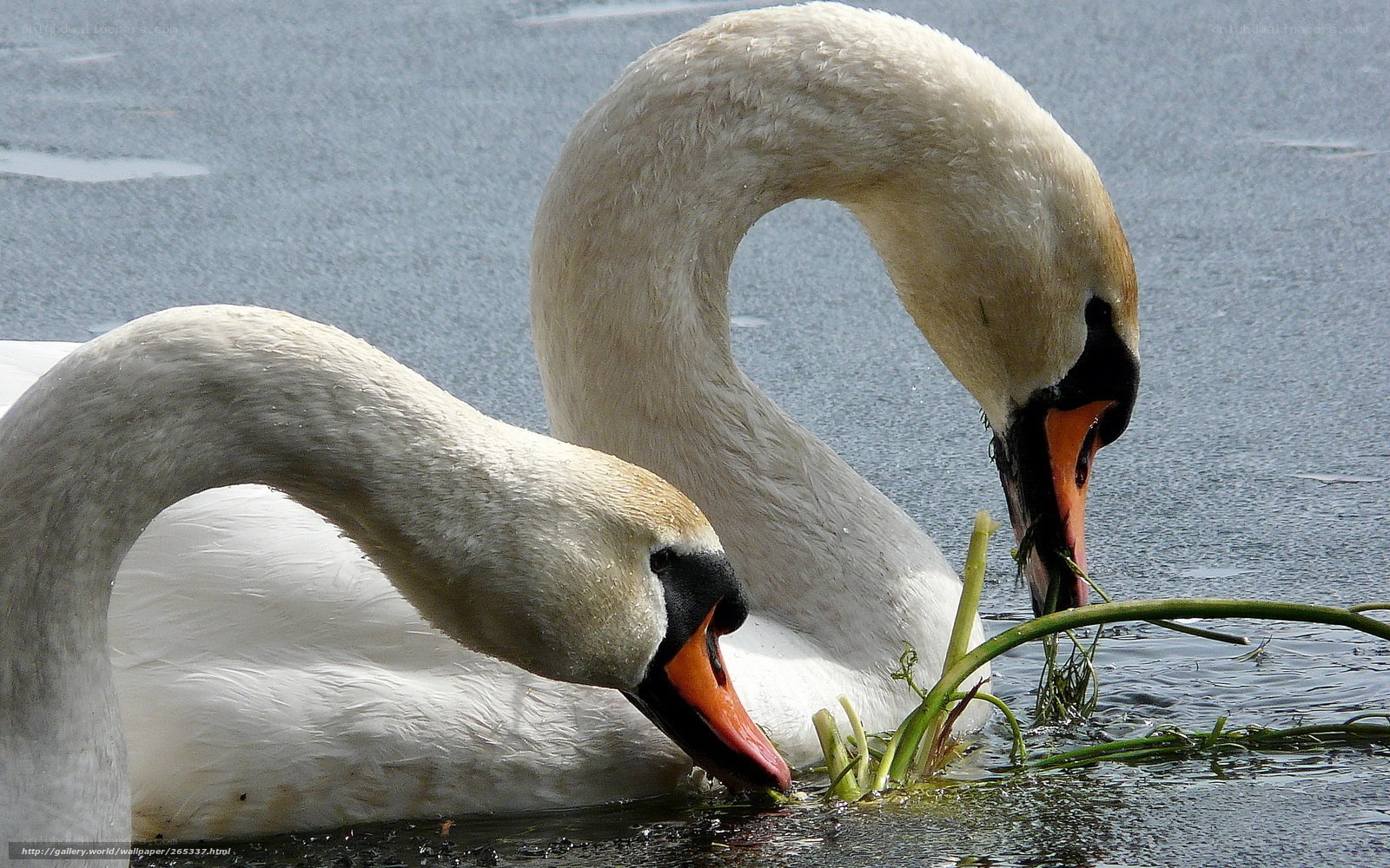 Two swans eating aquatic plants