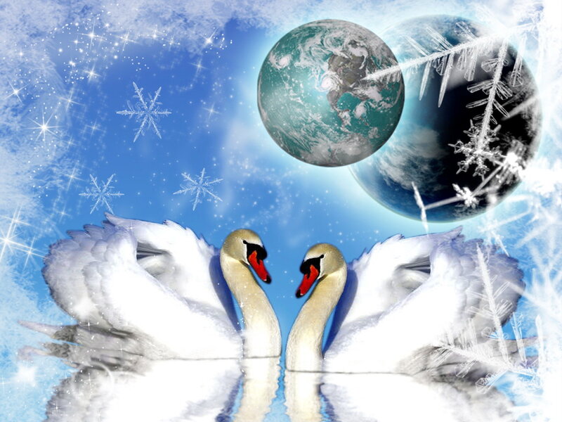Two Swans Facing Each Other — Blue, Serene