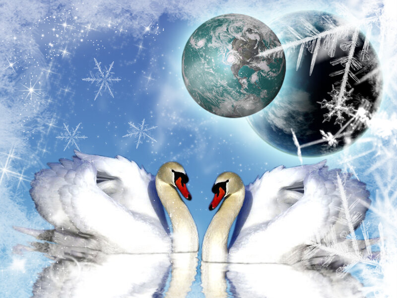 Two Swans Facing Each Other — Blue