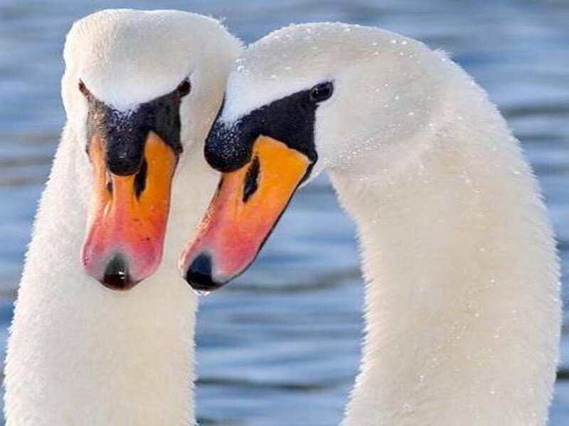 two swans facing each other