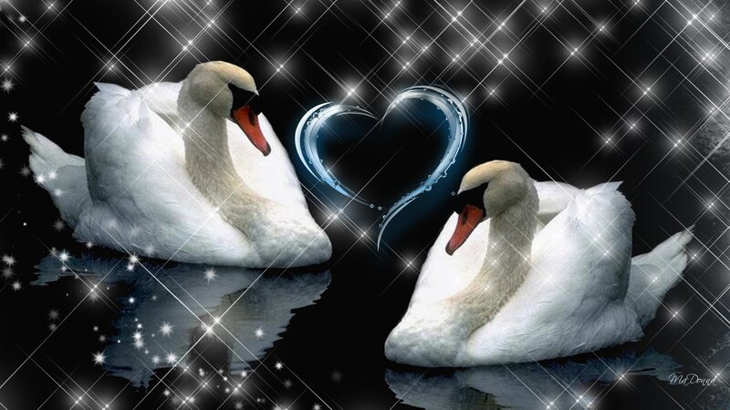 Two Swans Facing Each Other — White, Romantic
