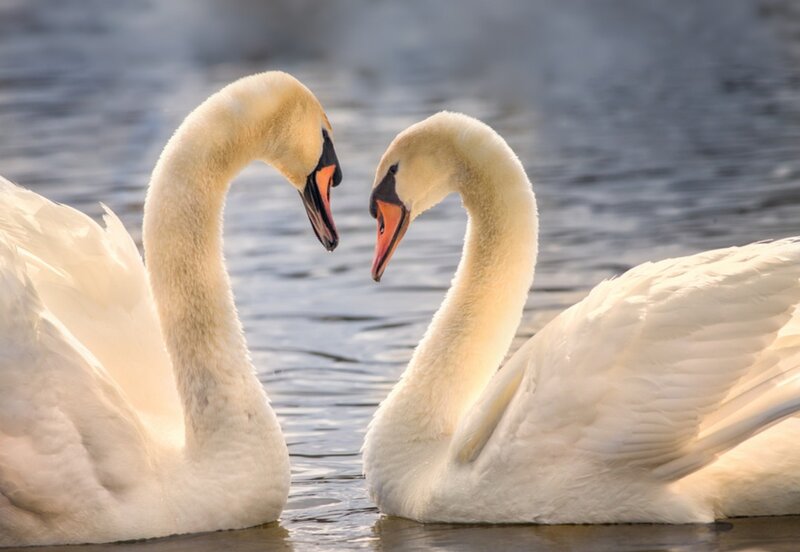 Two Swans Facing Each Other — White, Serene