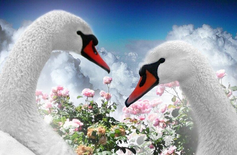Two Swans Facing Each Other — White