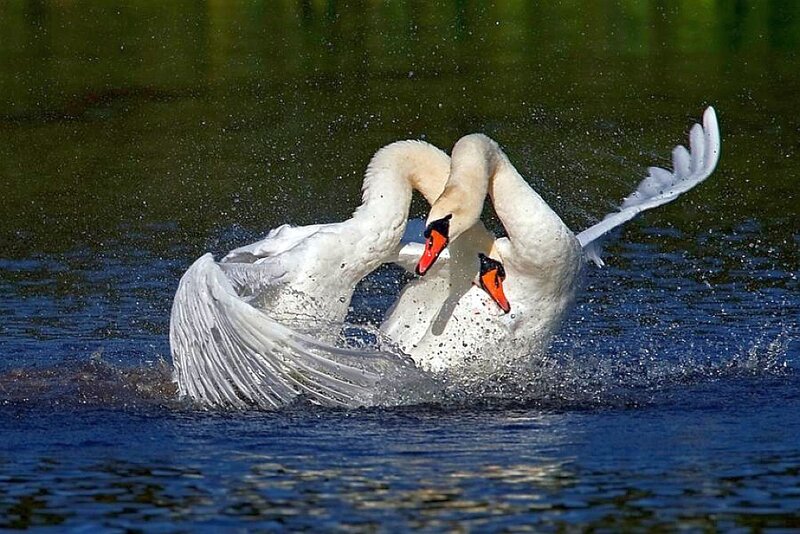 Two swans fighting on water