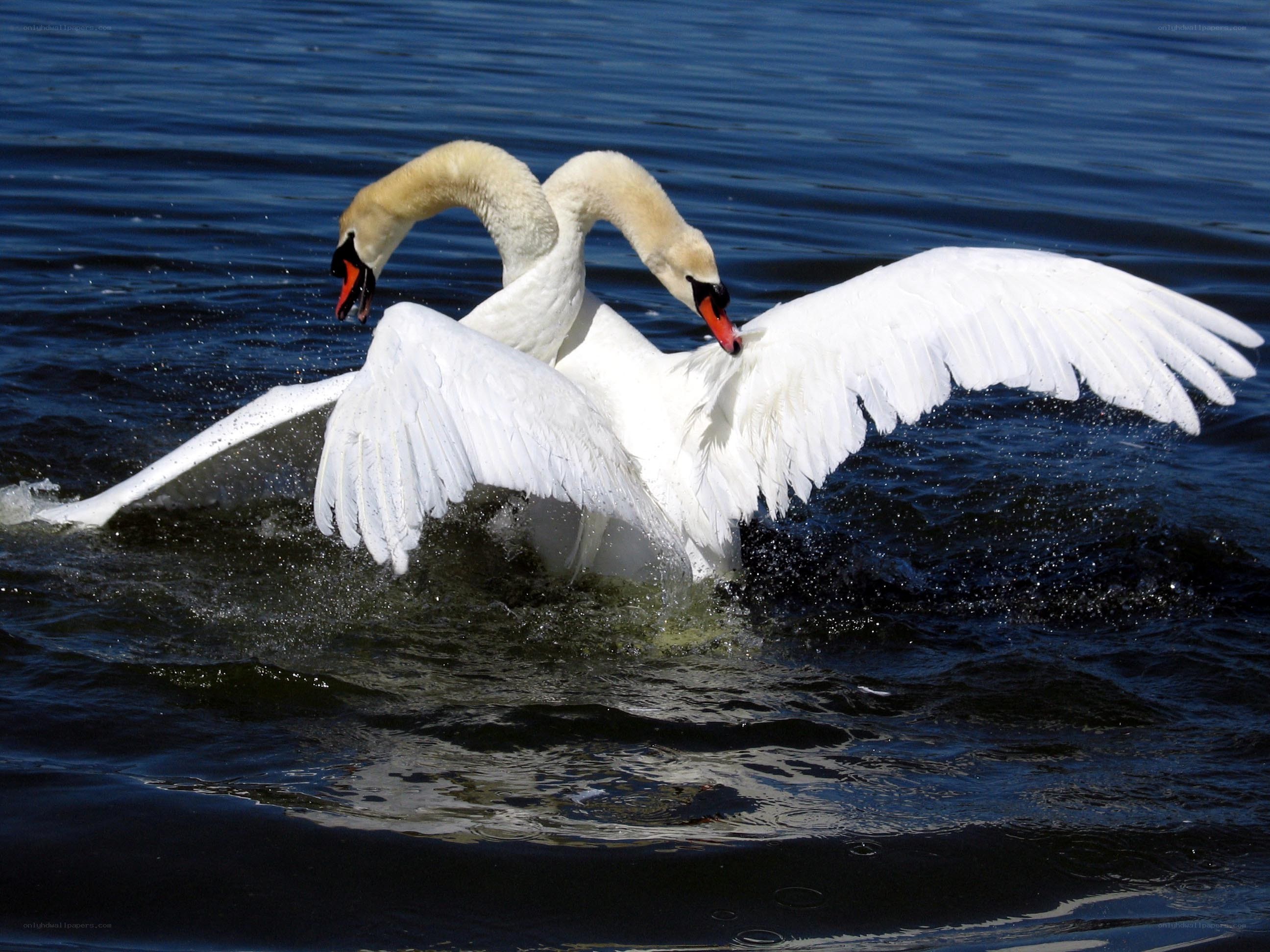 Two swans fighting on water