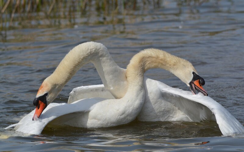 Two Swans Fighting — White, Aggressive
