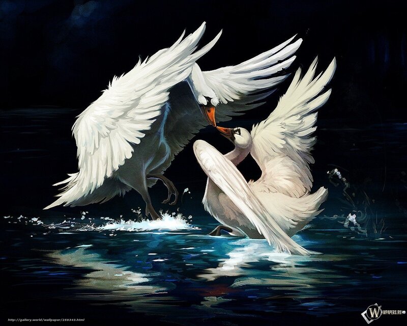 Two Swans Fighting — White, Dramatic, Night
