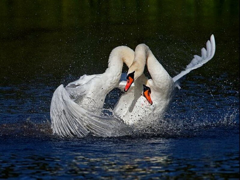 Two Swans Fighting — White