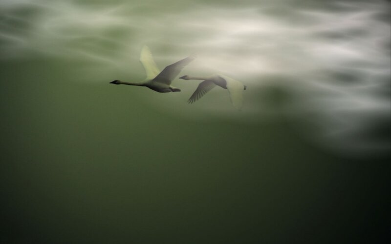 Two Swans Flying — Green