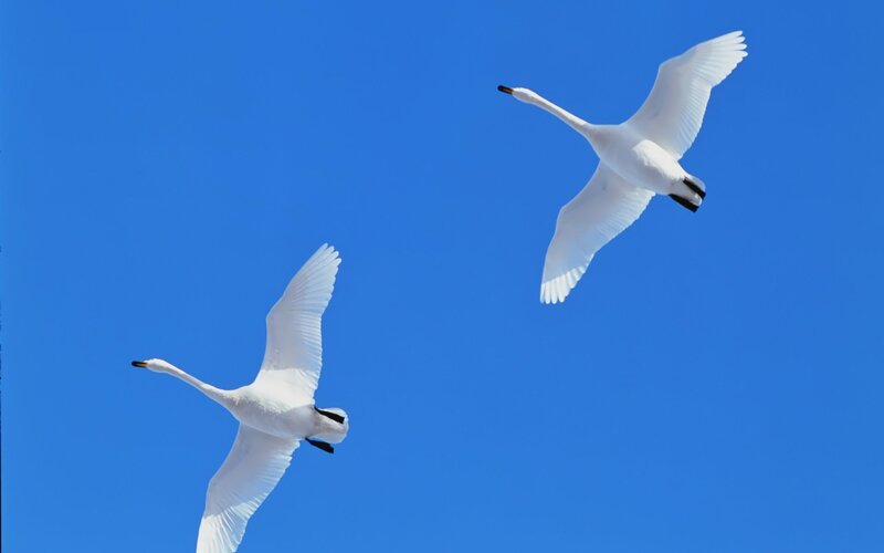 Two swans flying in blue sky