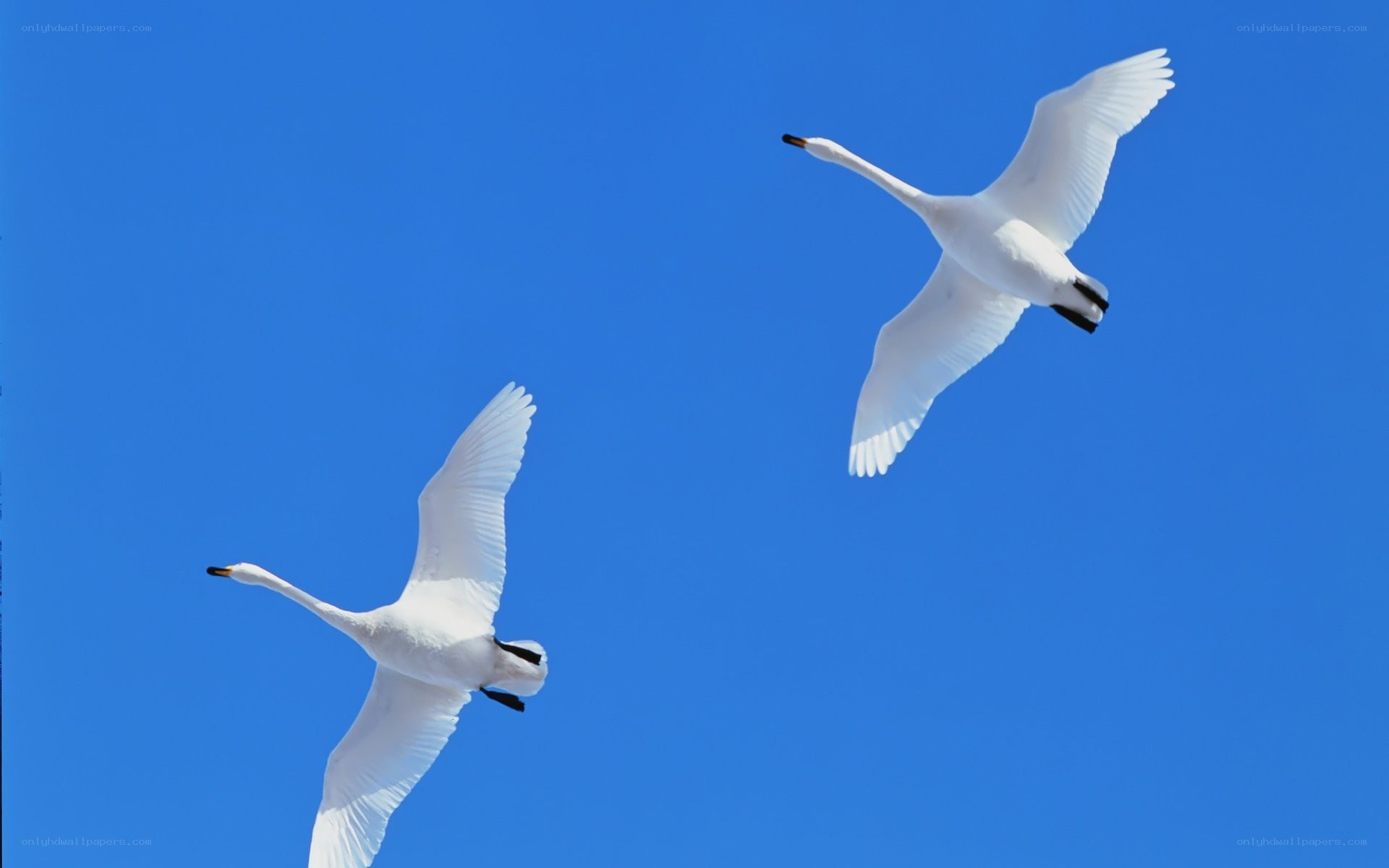 Two swans flying in blue sky