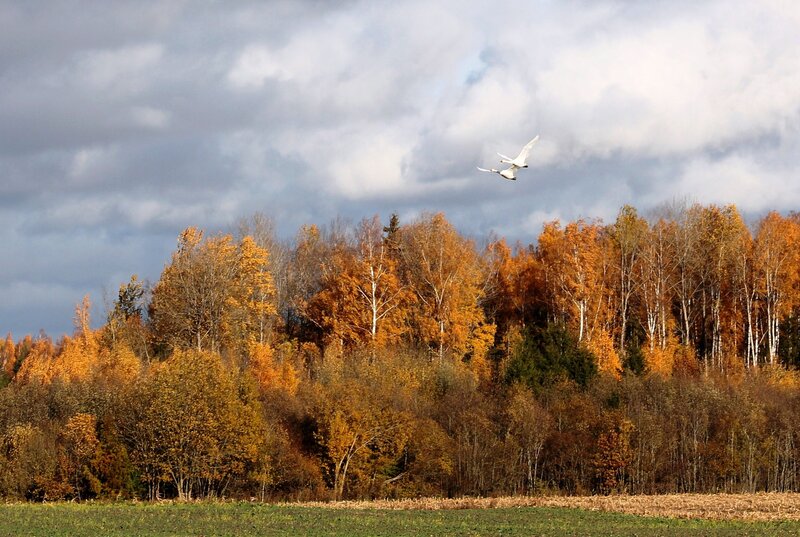 Two Swans Flying — Orange, Dramatic