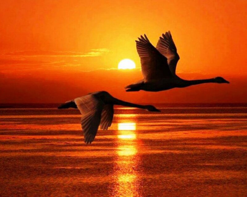 Two Swans Flying — Orange, Serene, Sunset