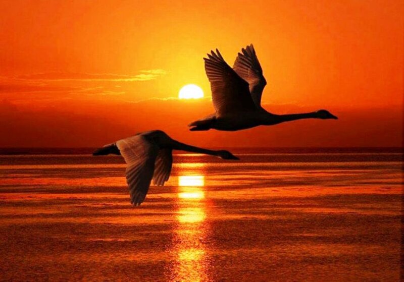 Two Swans Flying — Orange, Serene