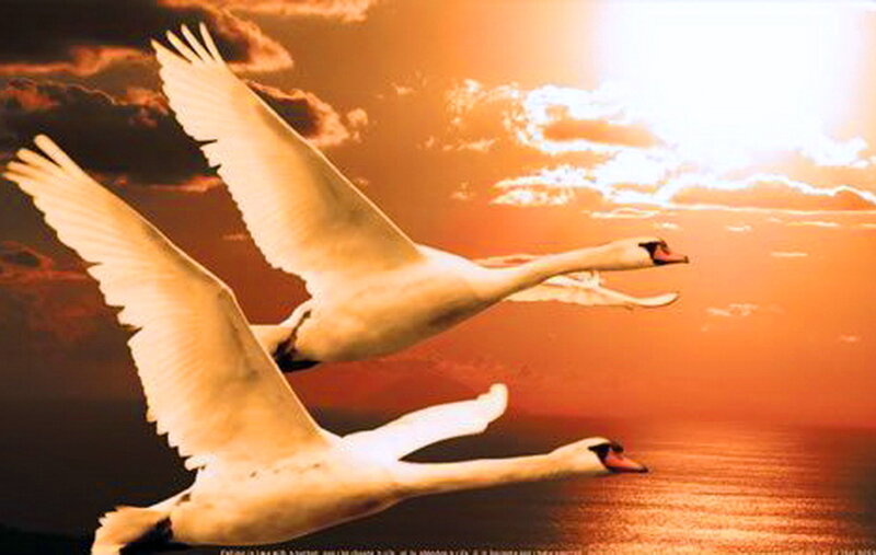 Two Swans Flying — Orange