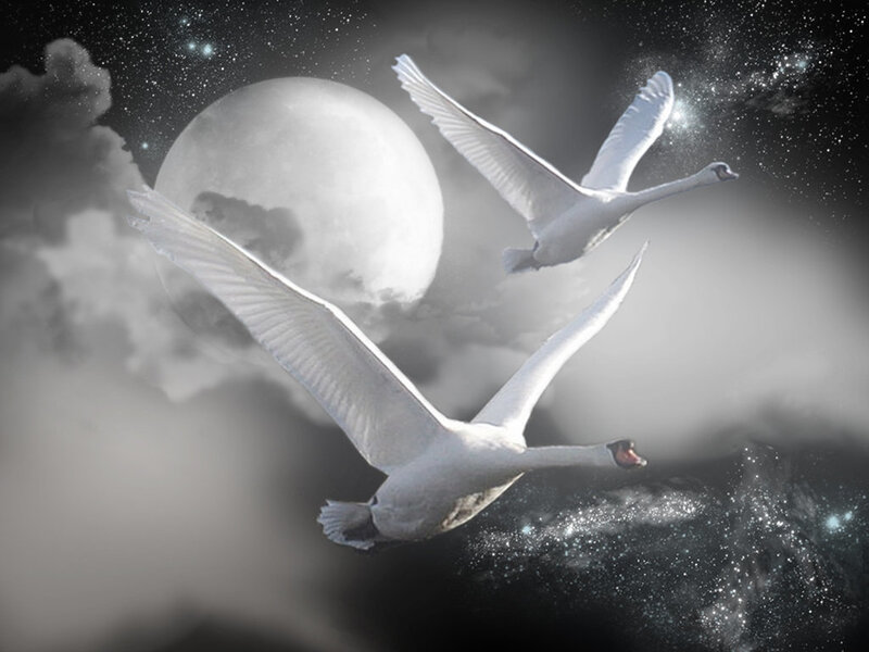 Two Swans Flying