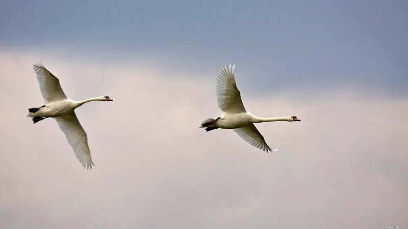 Two Swans Flying — White