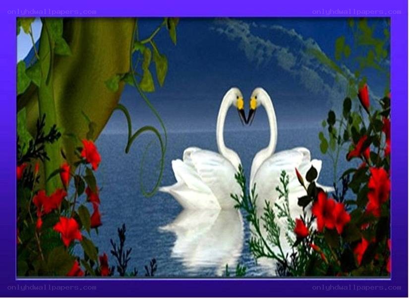 Two swans forming a heart