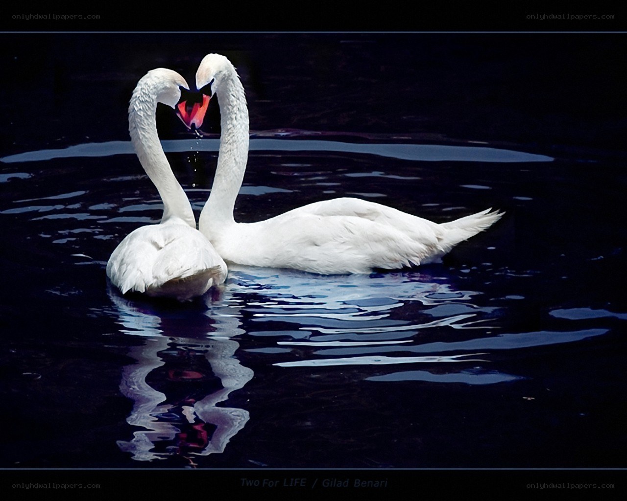 Two swans forming a heart