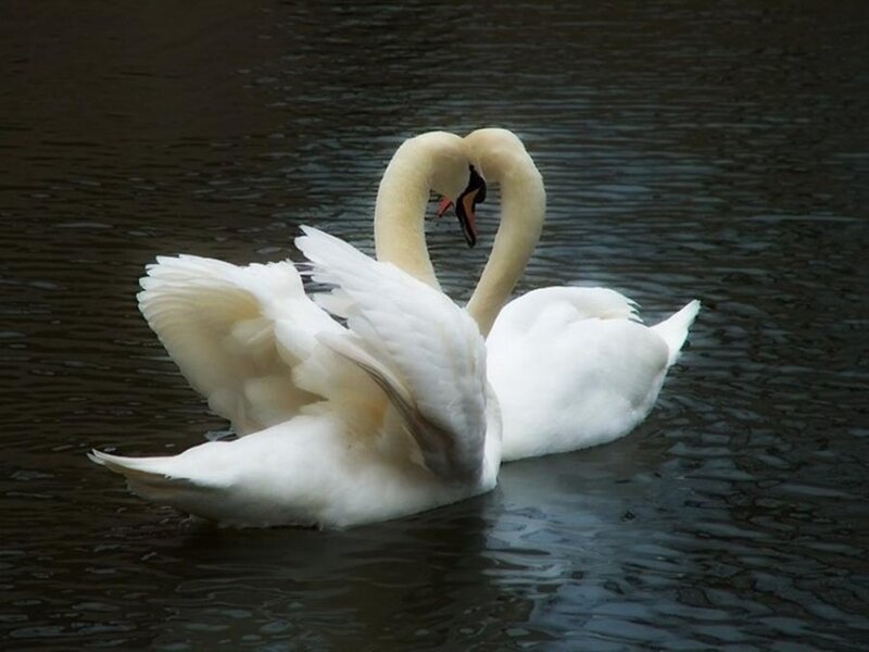 Two swans forming a heart