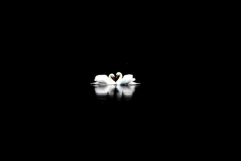 Two swans forming a heart