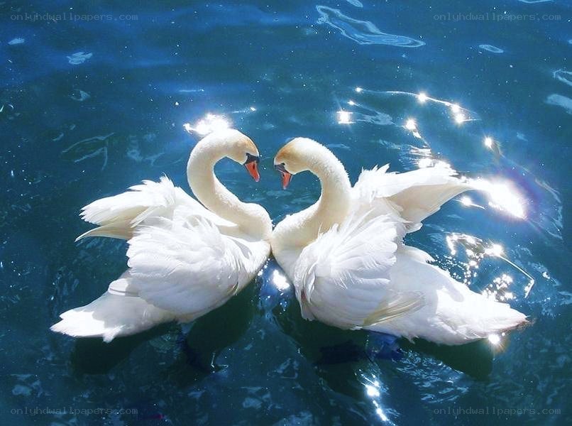 Two swans forming a heart