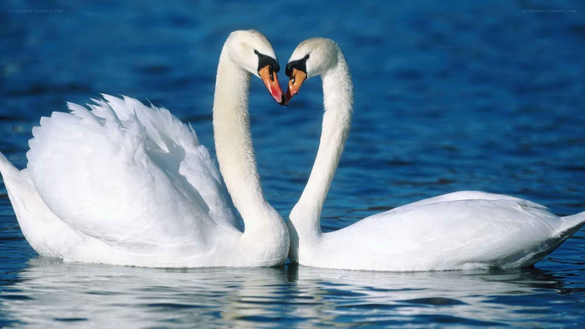 Two swans forming a heart