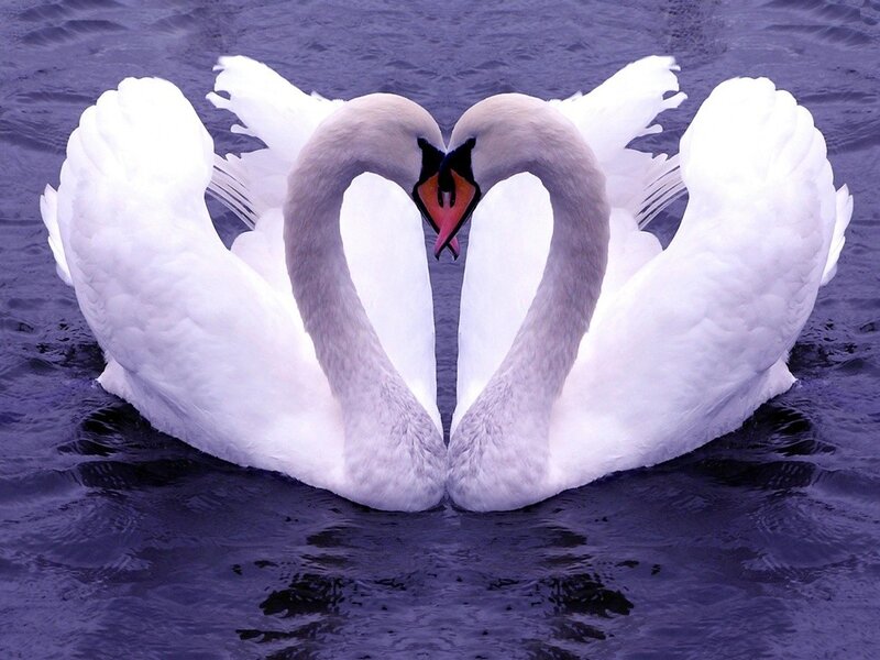 Two swans forming a heart