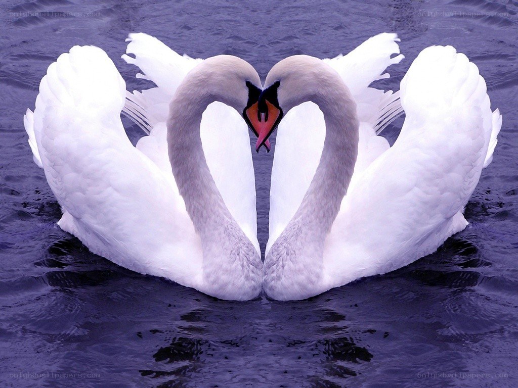 Two swans forming a heart