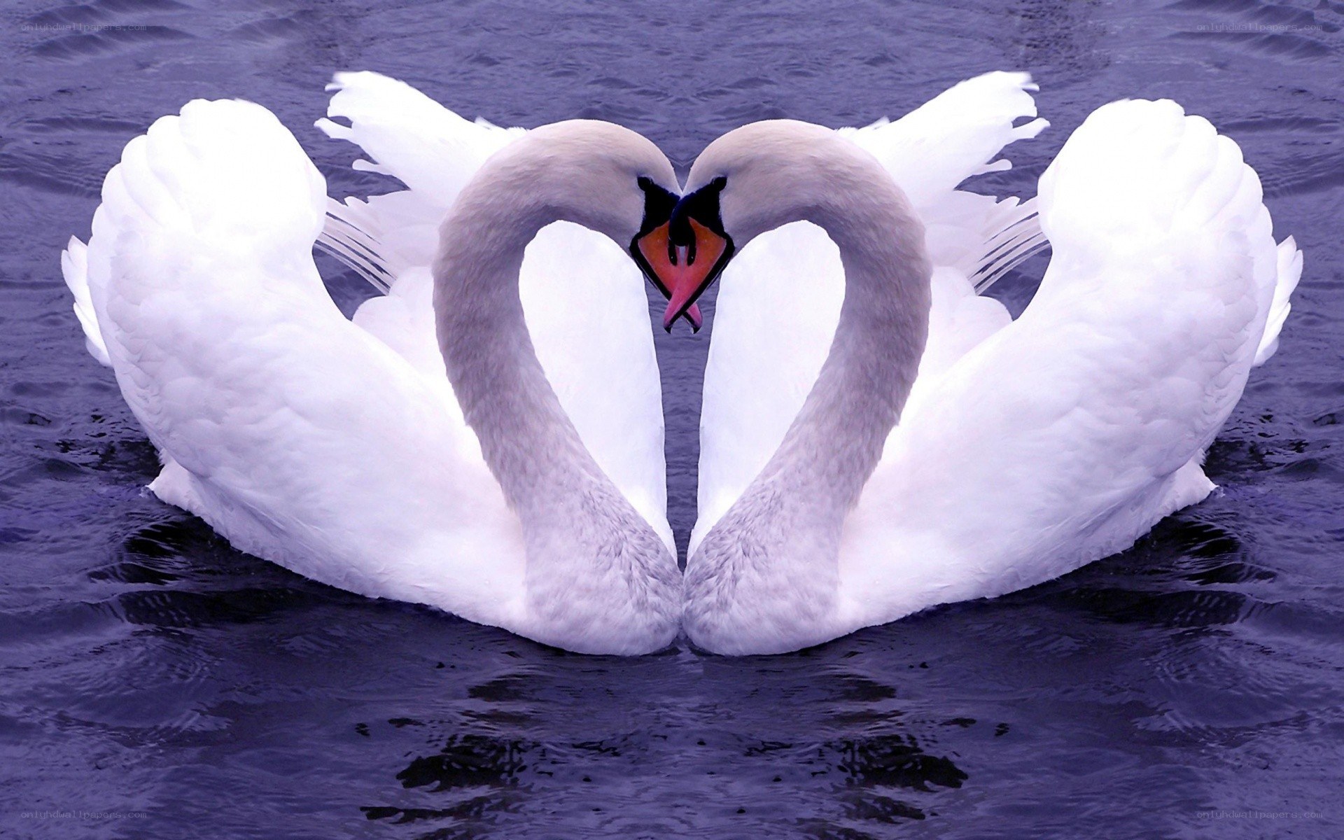 Two swans forming a heart