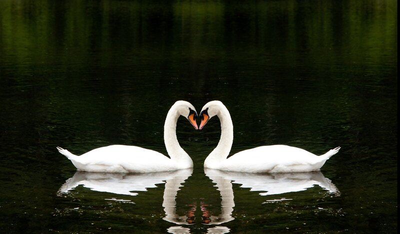 Two swans forming a heart