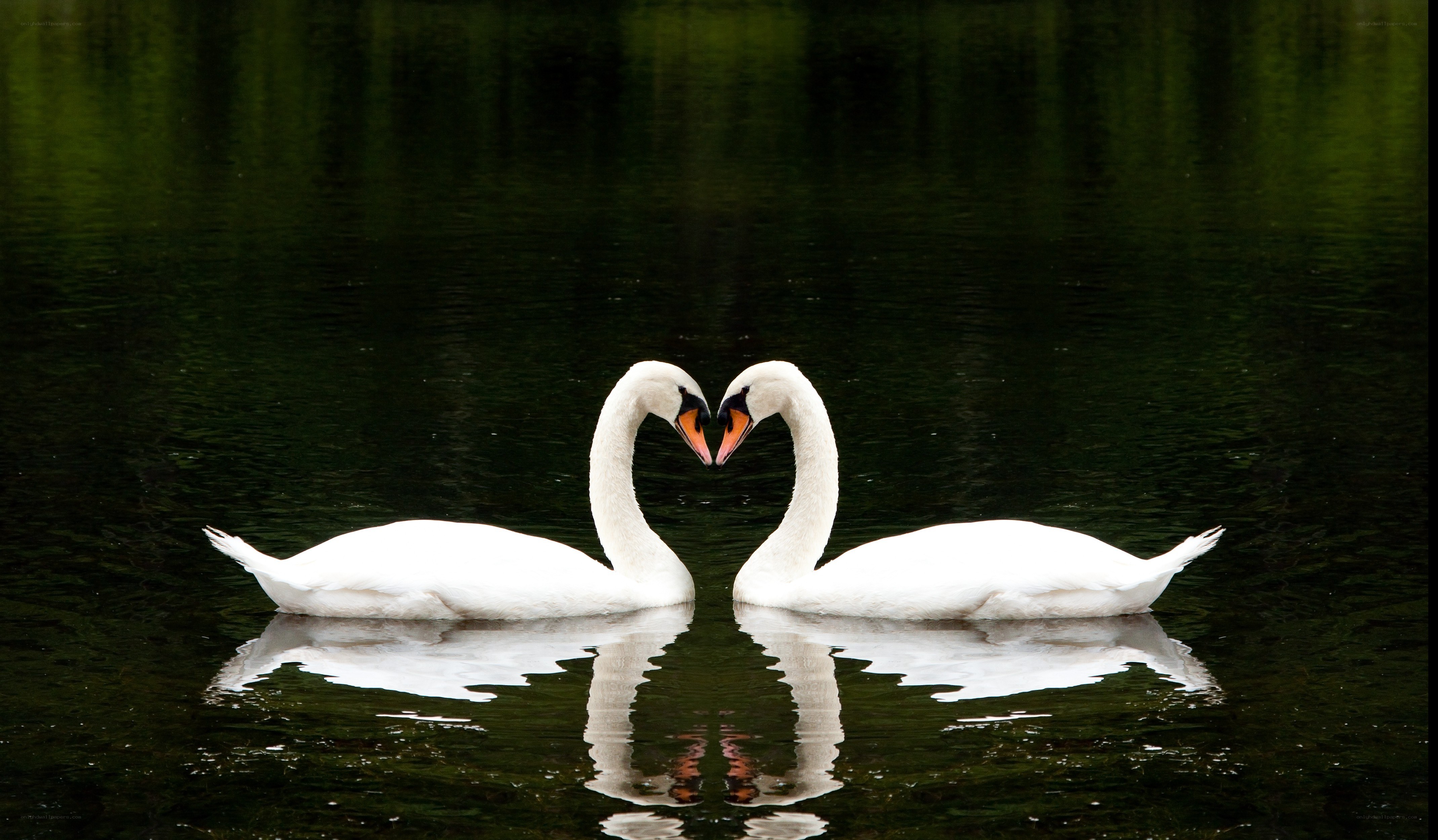 Two swans forming a heart