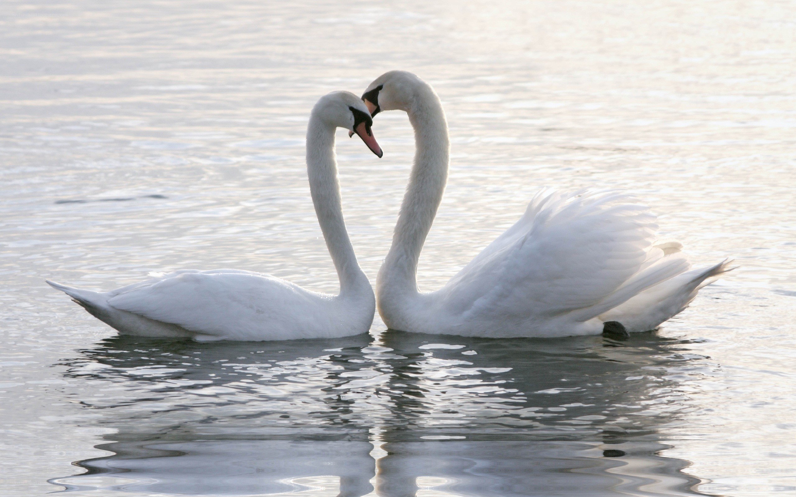 Two swans forming a heart