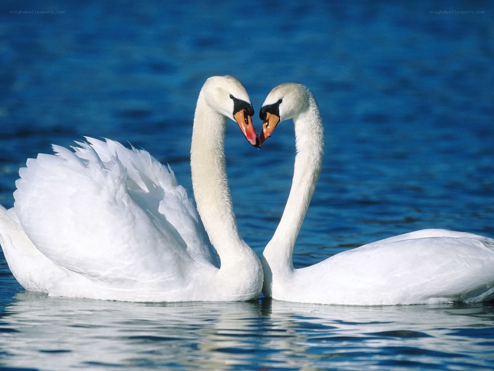 Two swans forming a heart