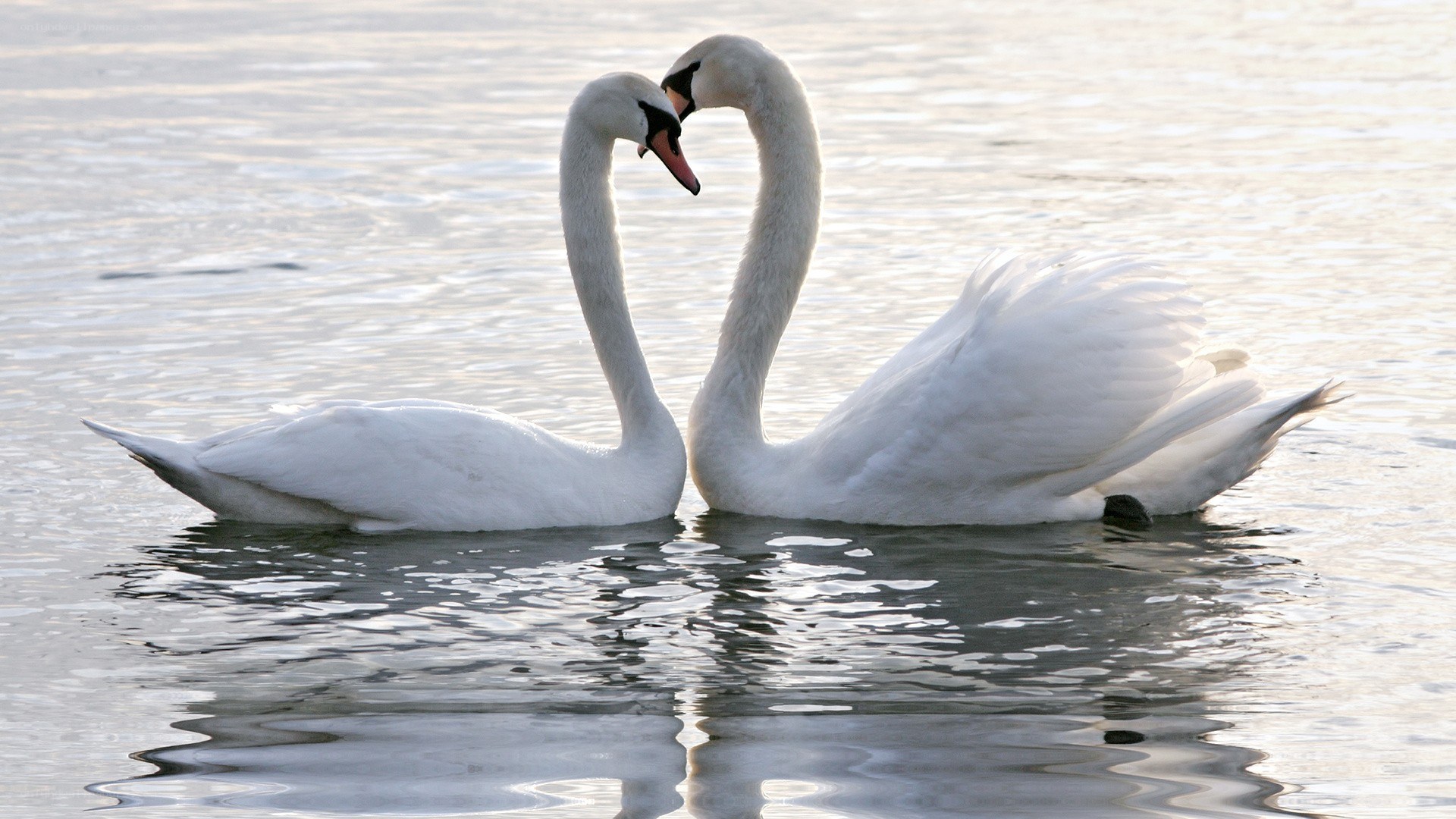 Two swans forming a heart shape