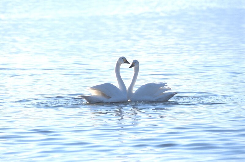 Two swans forming a heart shape
