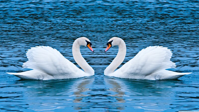Two swans forming a heart shape